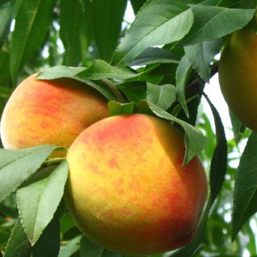 桃子 蜜桃 油桃 黄金桃 红桃 水果 果品种植批发